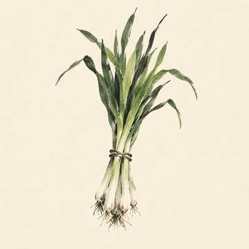 Green garlic