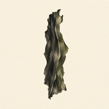 Kombu kelp