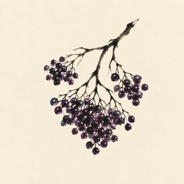 Elderberry