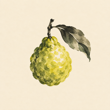 Bergamot