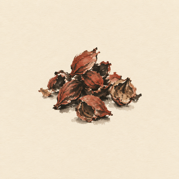 Cascara