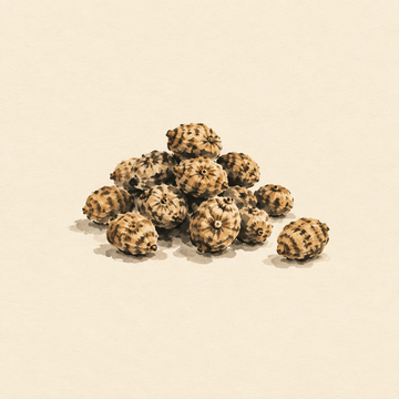 Tiger nut