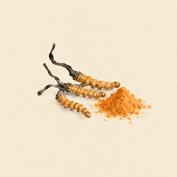 Cordyceps
