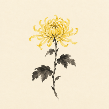 Chrysanthemum
