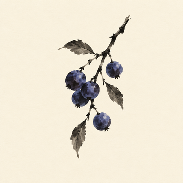 Sloe