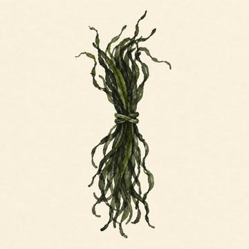Sea spaghetti