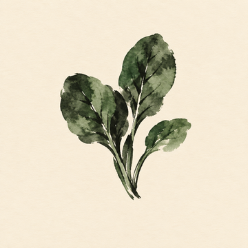 Spinach