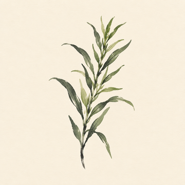 Tarragon
