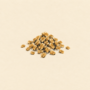 Fenugreek