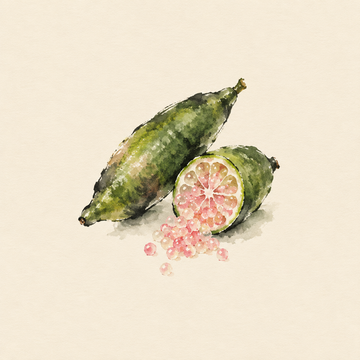 Finger lime
