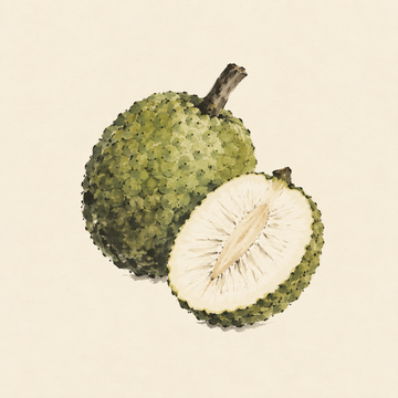 Breadfruit