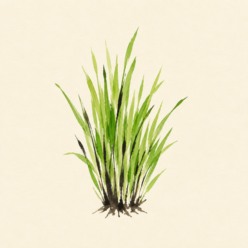 Wheatgrass