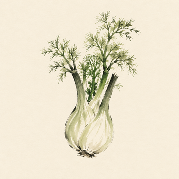 Fennel