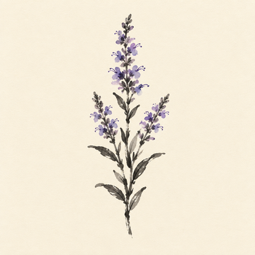 Hyssop