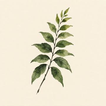 Curry leaf