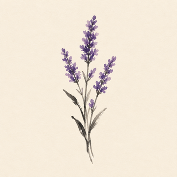 Lavender