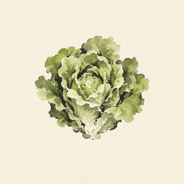 Lettuce