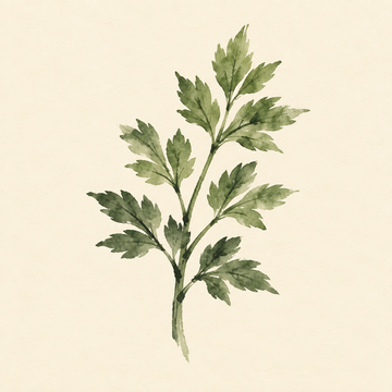 Lovage