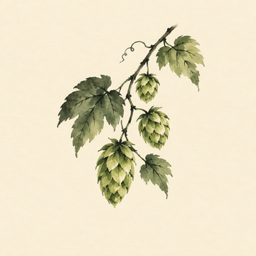 Hops