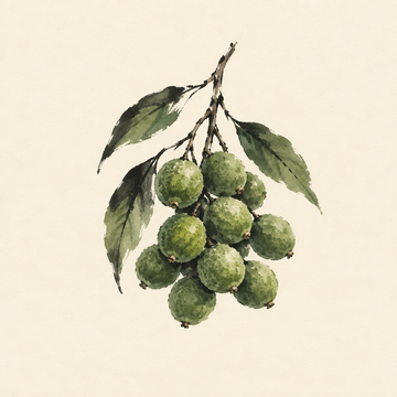 Spanish lime