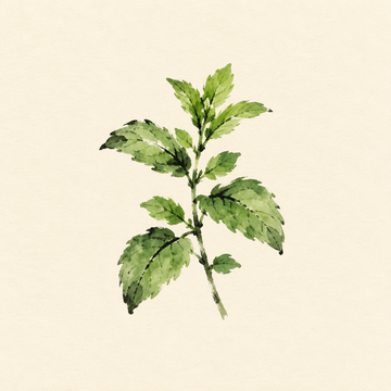 Mint / herbs