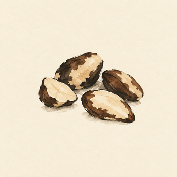 Brazil nut