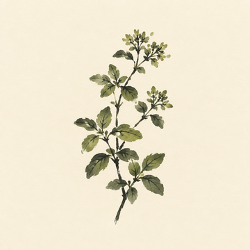 Oregano