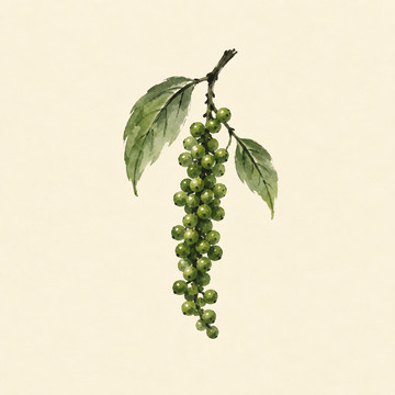 Green peppercorn
