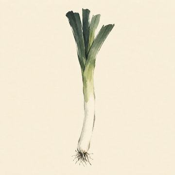Leek