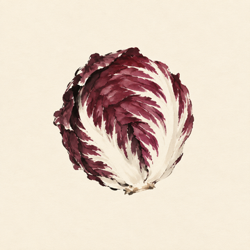 Radicchio