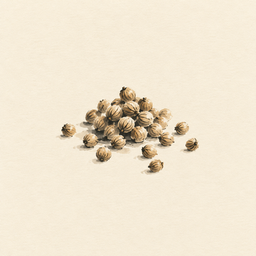 Coriander seed