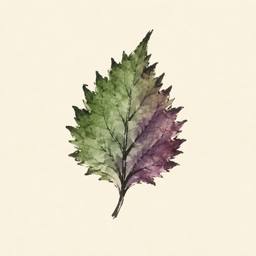 Shiso