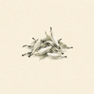 White tea