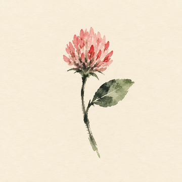 Red clover