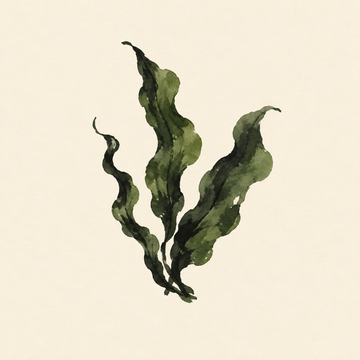 Wakame